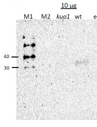 KUA1 | MYB transcription factor in the group Antibodies Plant/Algal / DNA/RNA/Cell Cycle / Transcription regulation at Agrisera AB (Antibodies for research) (AS15 2989)